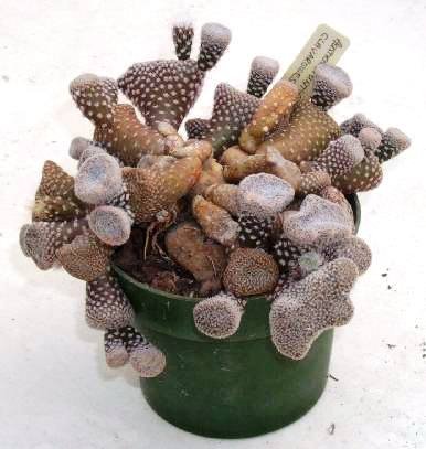 cylindropuntia_clavaroides